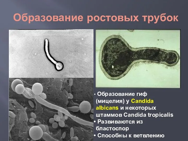 Образование ростовых трубок Образование гиф (мицелия) у Candida albicans и