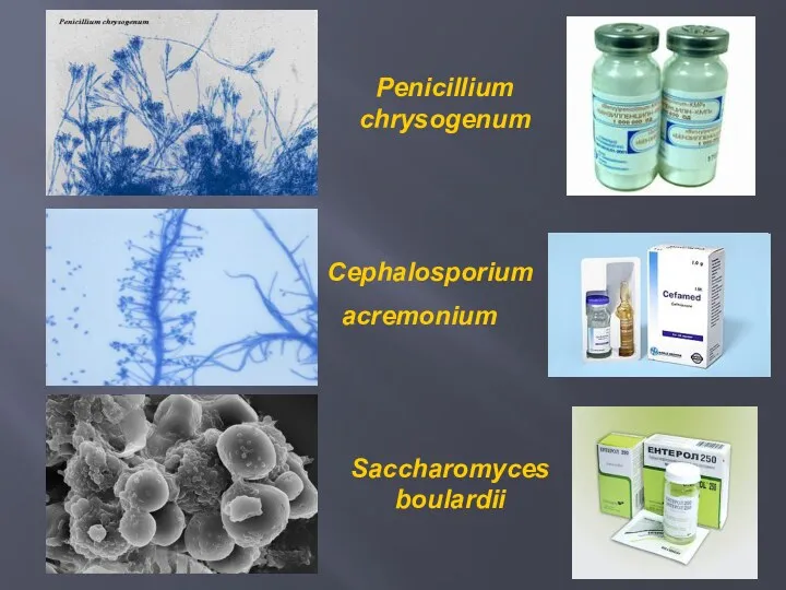 Cephalosporium acremonium Penicillium chrysogenum Saccharomyces boulardii