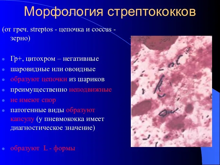 Морфология стрептококков (от греч. streptos - цепочка и coccus -