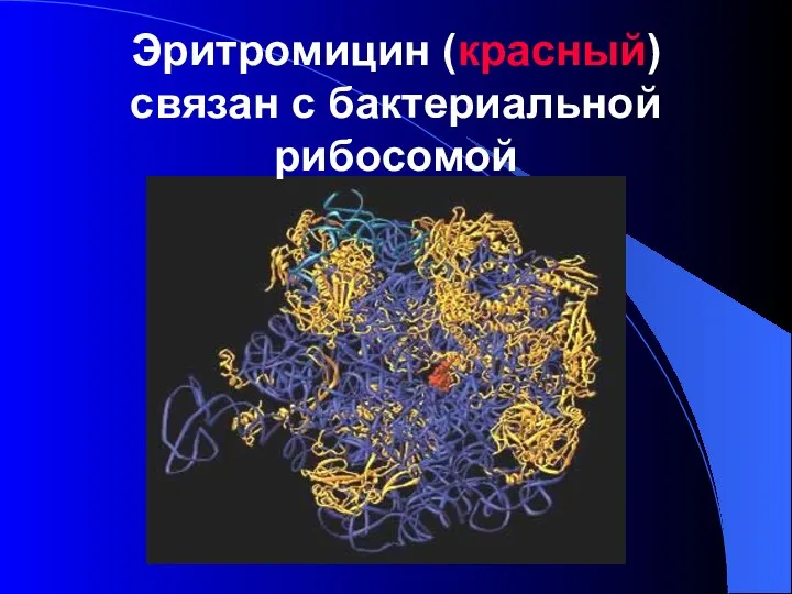 Эритромицин (красный) связан с бактериальной рибосомой