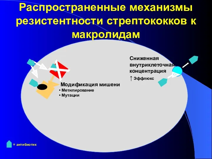 Decreased uptake ↑ Efflux Распространенные механизмы резистентности стрептококков к макролидам