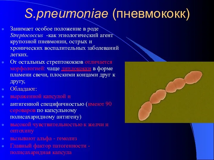 S.pneumoniae (пневмококк) Занимает особое положение в роде Streptococcus -как этиологический