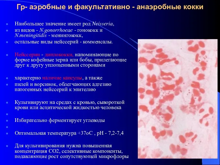 Гр- аэробные и факультативно - анаэробные кокки Наибольшее значение имеет