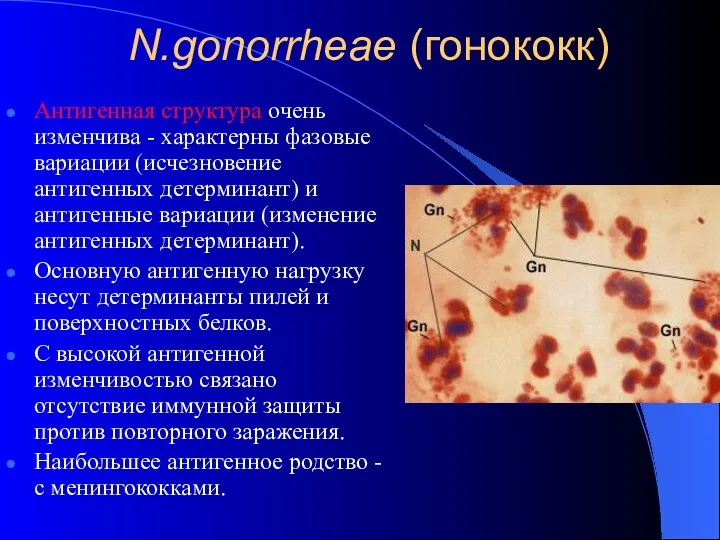 N.gonorrheae (гонококк) Антигенная структура очень изменчива - характерны фазовые вариации