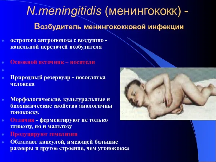 N.meningitidis (менингококк) - возбудитель менингококковой инфекции острогого антропоноза с воздушно