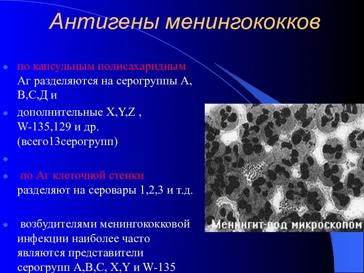 Антигены менингококков по капсульным полисахаридным Аг разделяются на серогруппы А,В,С,Д