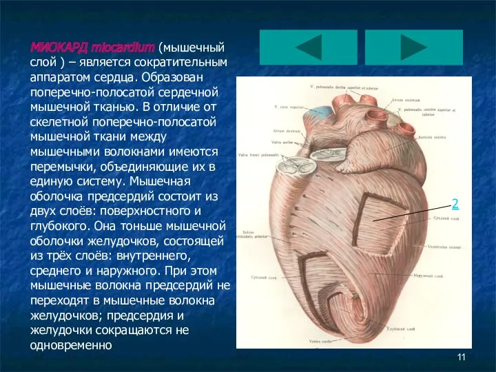 МИОКАРД miocardium (мышечный слой ) – является сократительным аппаратом сердца.