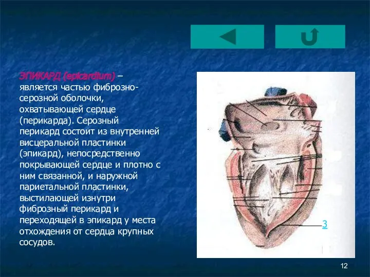 3 ЭПИКАРД (epicardium) – является частью фиброзно-серозной оболочки, охватывающей сердце