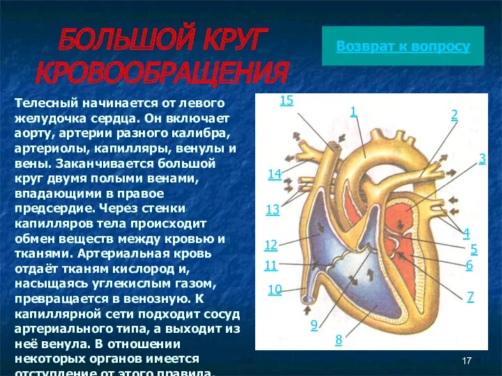 БОЛЬШОЙ КРУГ КРОВООБРАЩЕНИЯ Телесный начинается от левого желудочка сердца. Он