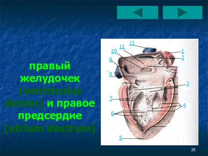 правый желудочек (ventriculus dexter) и правое предсердие (atrium dextrum) 1