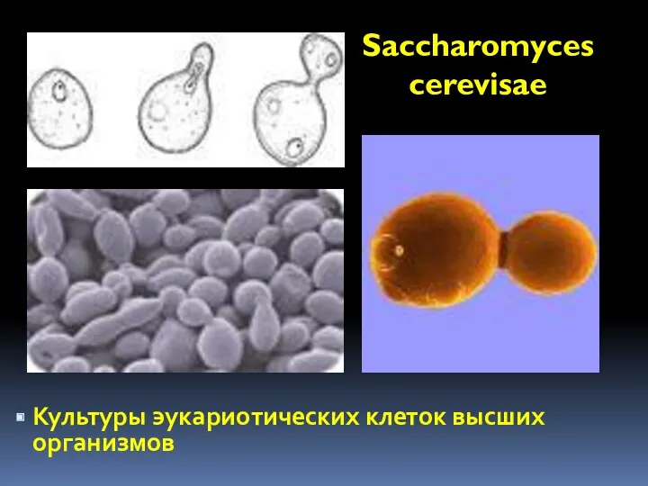 Saccharomyces cerevisae Культуры эукариотических клеток высших организмов