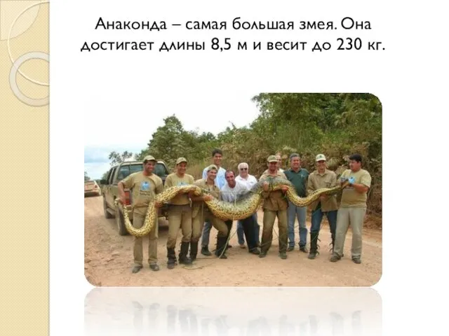 Анаконда – самая большая змея. Она достигает длины 8,5 м и весит до 230 кг.