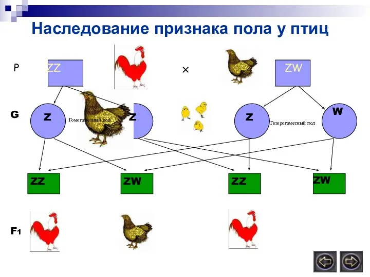 Наследование признака пола у птиц Р ZZ ZW × Z