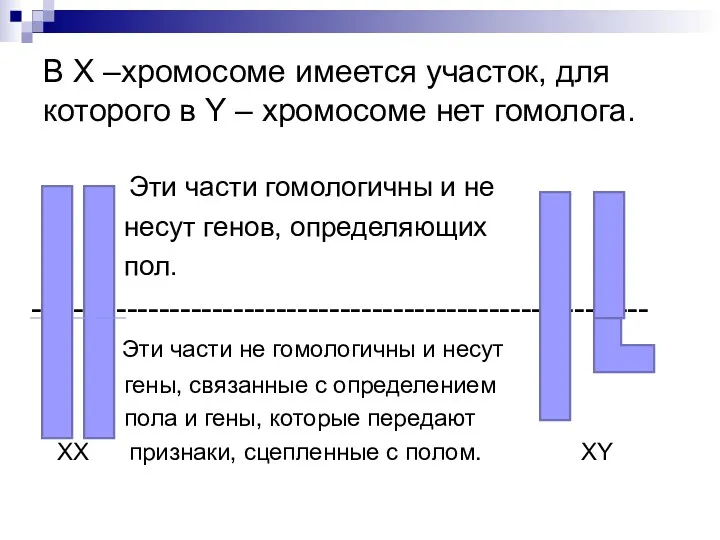 В Х –хромосоме имеется участок, для которого в Y –