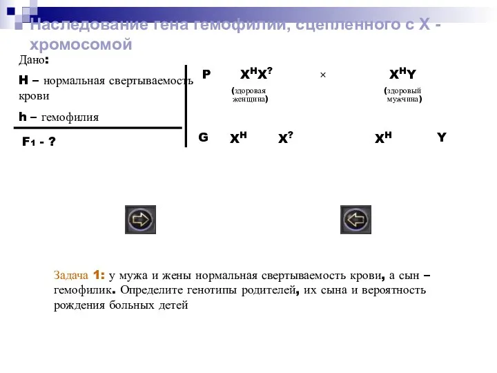 Наследование гена гемофилии, сцепленного с Х - хромосомой Дано: H