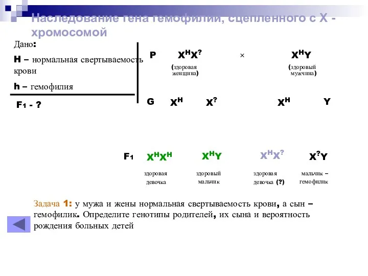 Наследование гена гемофилии, сцепленного с Х - хромосомой Дано: H