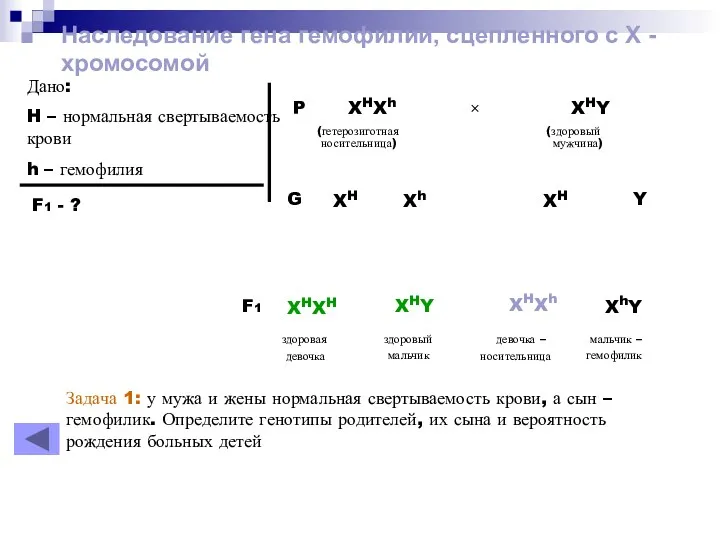 Наследование гена гемофилии, сцепленного с Х - хромосомой Дано: H