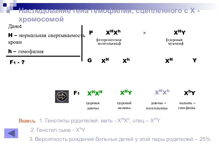 Наследование гена гемофилии, сцепленного с Х - хромосомой Дано: H