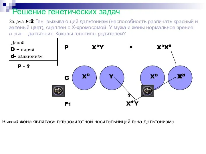 Решение генетических задач Задача №2 Ген, вызывающий дальтонизм (неспособность различать