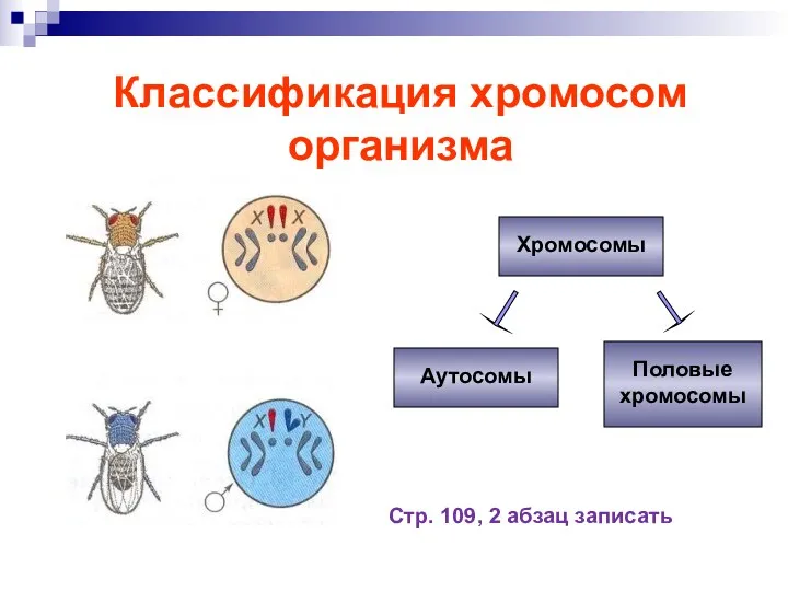 Классификация хромосом организма Хромосомы Аутосомы Половые хромосомы Стр. 109, 2 абзац записать