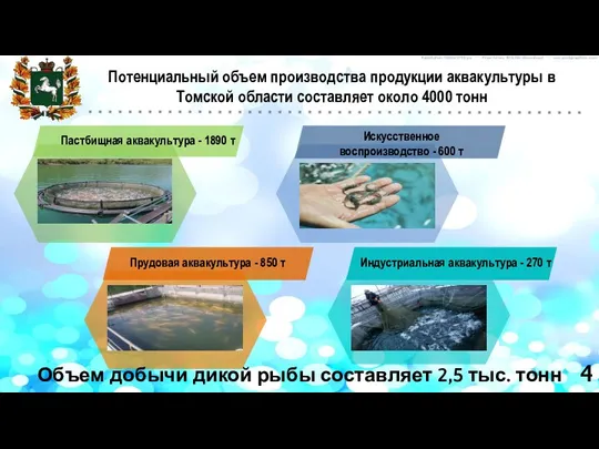 Потенциальный объем производства продукции аквакультуры в Томской области составляет около 4000 тонн 4