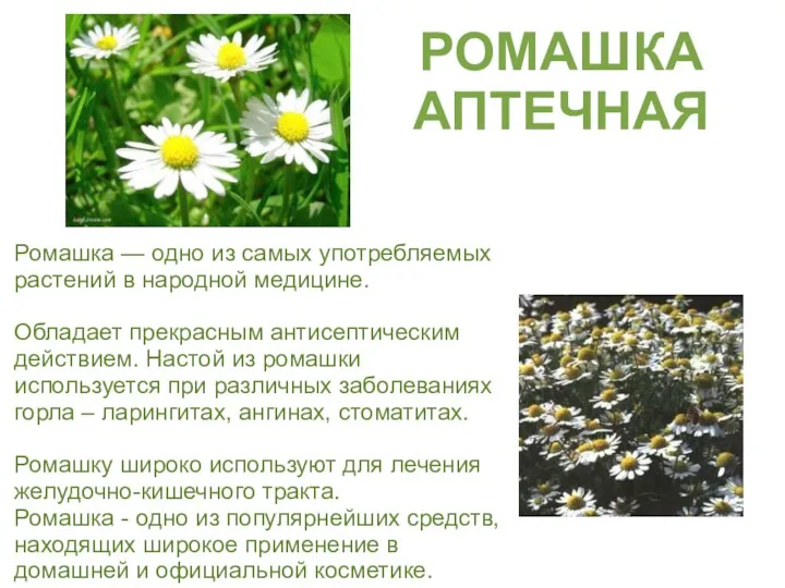 РОМАШКА АПТЕЧНАЯ Ромашка — одно из самых употребляемых растений в народной медицине. Обладает