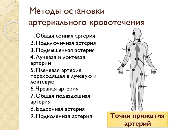 Методы остановки артериального кровотечения 1. Общая сонная артерия 2. Подключичная