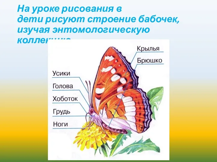 На уроке рисования в дети рисуют строение бабочек, изучая энтомологическую коллекцию