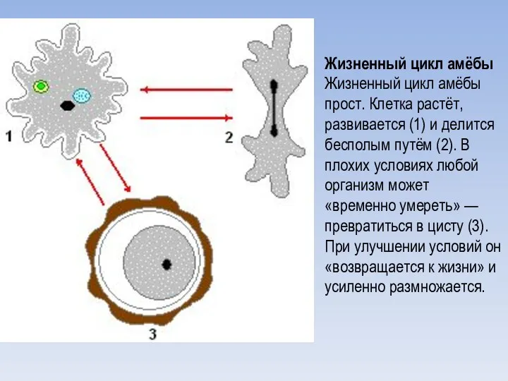 Жизненный цикл амёбы Жизненный цикл амёбы прост. Клетка растёт, развивается (1) и делится