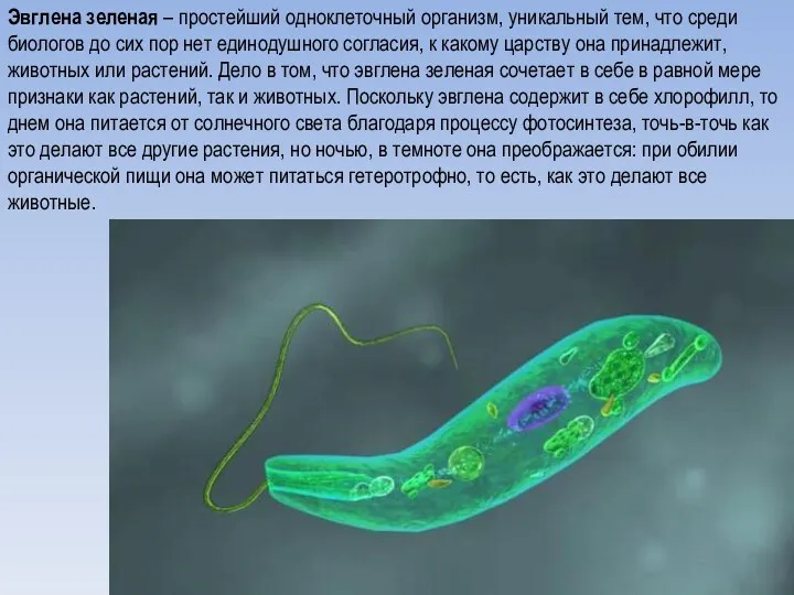 Эвглена зеленая – простейший одноклеточный организм, уникальный тем, что среди биологов до сих