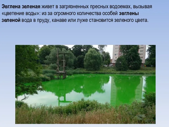 Эвглена зеленая живет в загрязненных пресных водоемах, вызывая «цветение воды»: