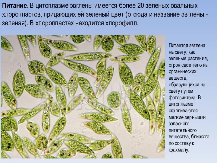 Питание. В цитоплазме эвглены имеется более 20 зеленых овальных хлоропластов, придающих ей зеленый