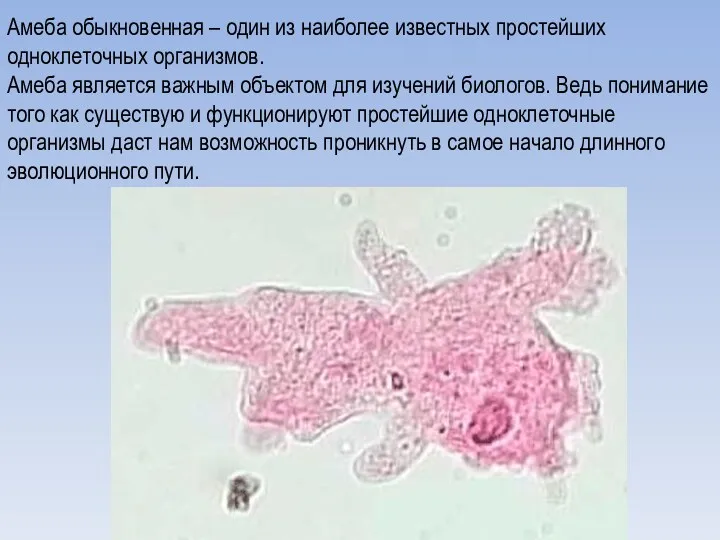 Амеба обыкновенная – один из наиболее известных простейших одноклеточных организмов. Амеба является важным