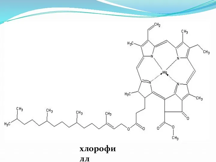 хлорофилл