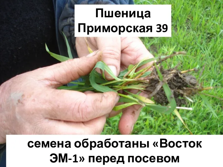Пшеница Приморская 39 семена обработаны «Восток ЭМ-1» перед посевом