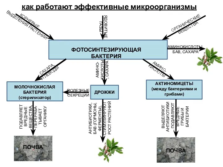 ФОТОСИНТЕЗИРУЮЩАЯ БАКТЕРИЯ ОРГАНИЧЕСКИЕ ВЕЩЕСТВА ЯДОВИТЫЕ ГАЗЫ КОРНЕВЫЕ ВЫДЕЛЕНИЯ РАСТЕНИЙ САХАРА, УГЛЕВОДЫ АМИНО-КИСЛОТЫ, САХАРА