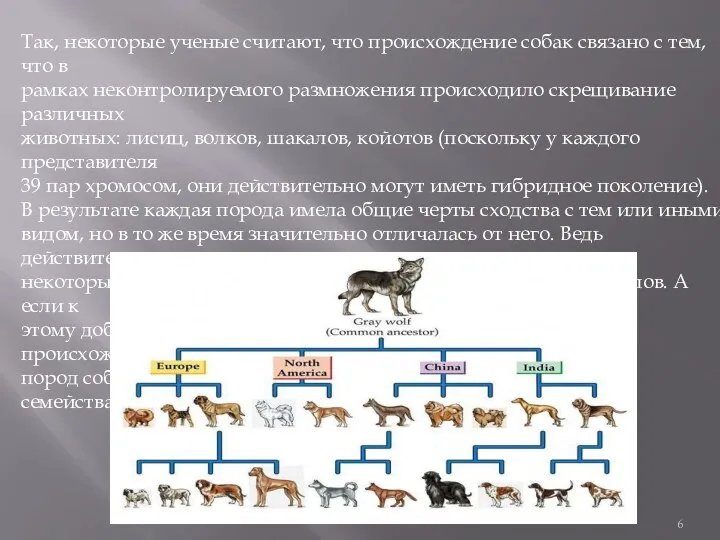 Так, некоторые ученые считают, что происхождение собак связано с тем, что в рамках