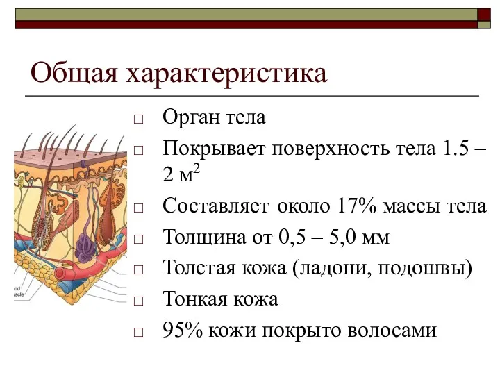 Общая характеристика Орган тела Покрывает поверхность тела 1.5 – 2