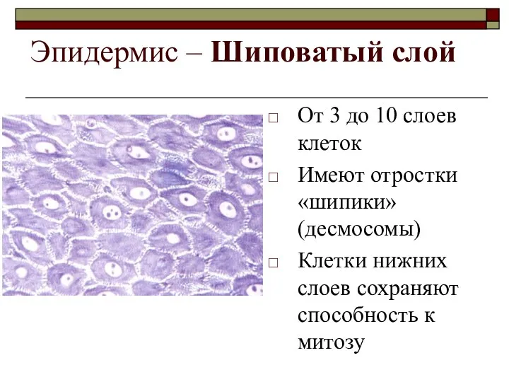 Эпидермис – Шиповатый слой От 3 до 10 слоев клеток