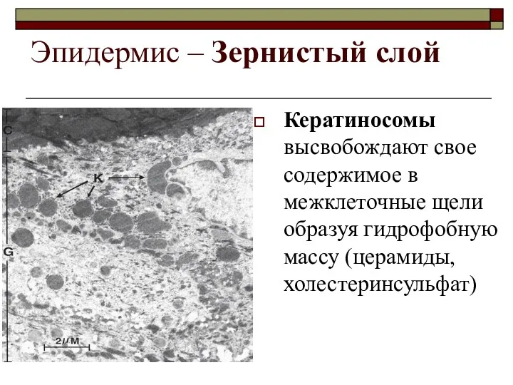 Эпидермис – Зернистый слой Кератиносомы высвобождают свое содержимое в межклеточные щели образуя гидрофобную массу (церамиды, холестеринсульфат)