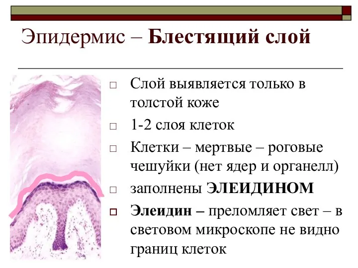 Эпидермис – Блестящий слой Слой выявляется только в толстой коже