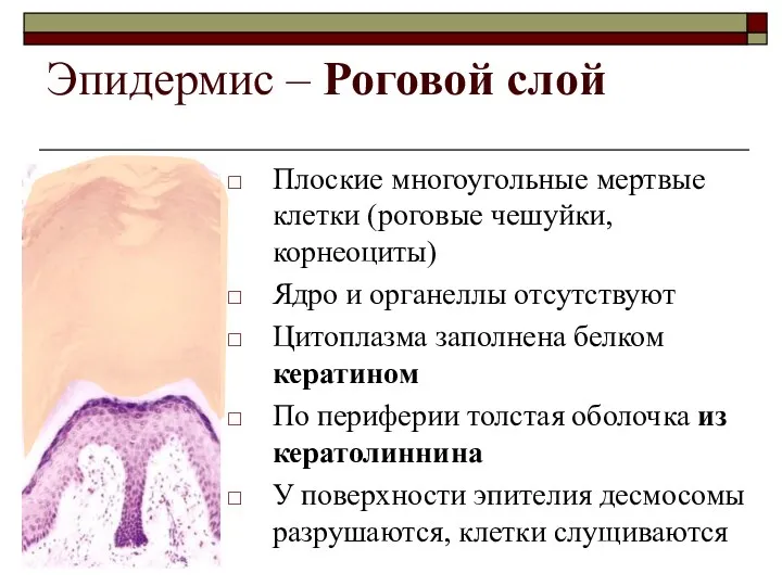 Эпидермис – Роговой слой Плоские многоугольные мертвые клетки (роговые чешуйки,