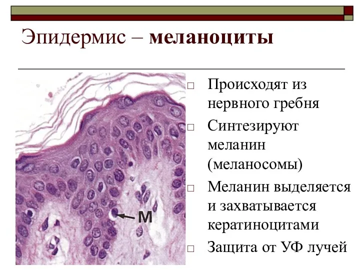 Эпидермис – меланоциты Происходят из нервного гребня Синтезируют меланин (меланосомы)