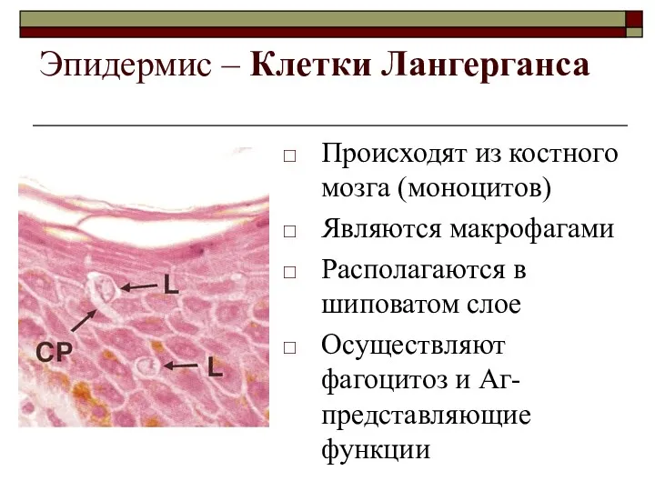 Эпидермис – Клетки Лангерганса Происходят из костного мозга (моноцитов) Являются