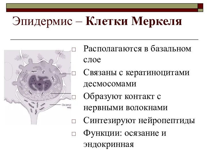 Эпидермис – Клетки Меркеля Располагаются в базальном слое Связаны с