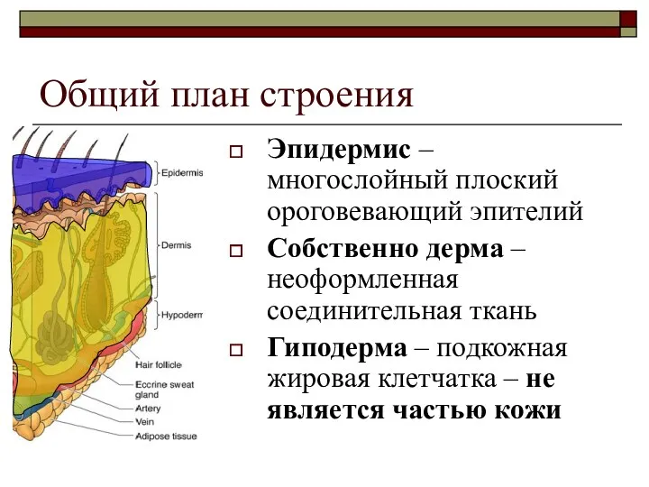 Общий план строения Эпидермис – многослойный плоский ороговевающий эпителий Собственно