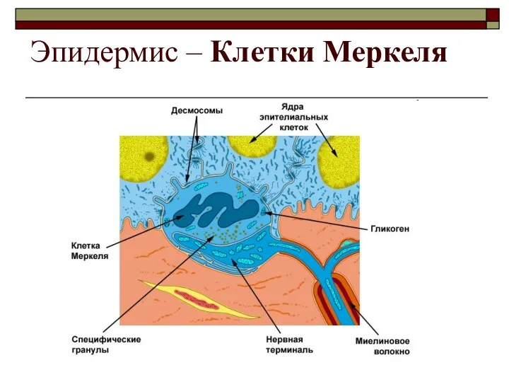 Эпидермис – Клетки Меркеля