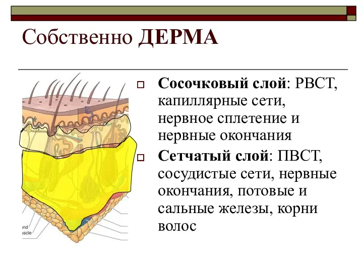 Собственно ДЕРМА Сосочковый слой: РВСТ, капиллярные сети, нервное сплетение и