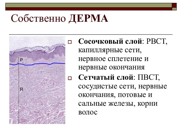 Собственно ДЕРМА Сосочковый слой: РВСТ, капиллярные сети, нервное сплетение и