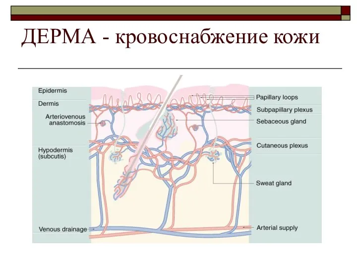 ДЕРМА - кровоснабжение кожи